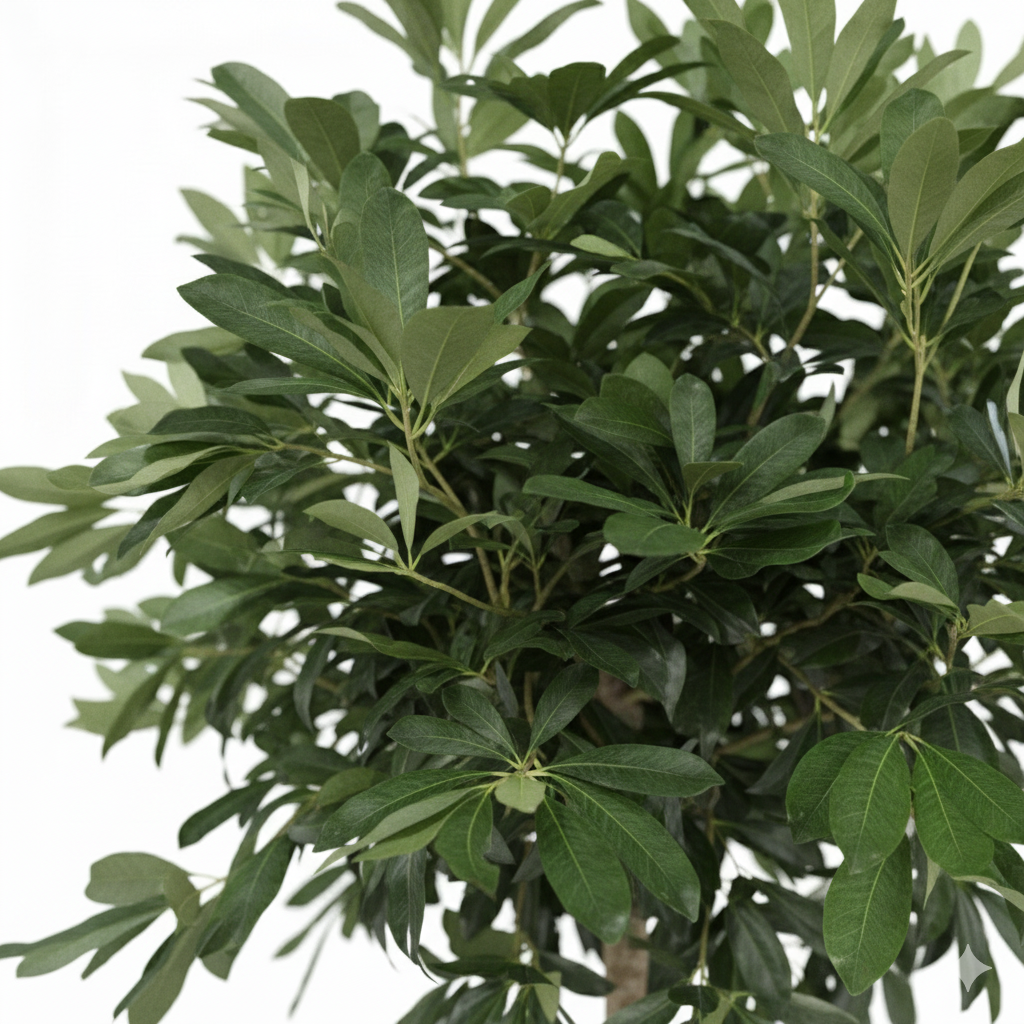 Schefflera Arboricola Compacta