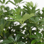 Schefflera Arboricola Compacta
