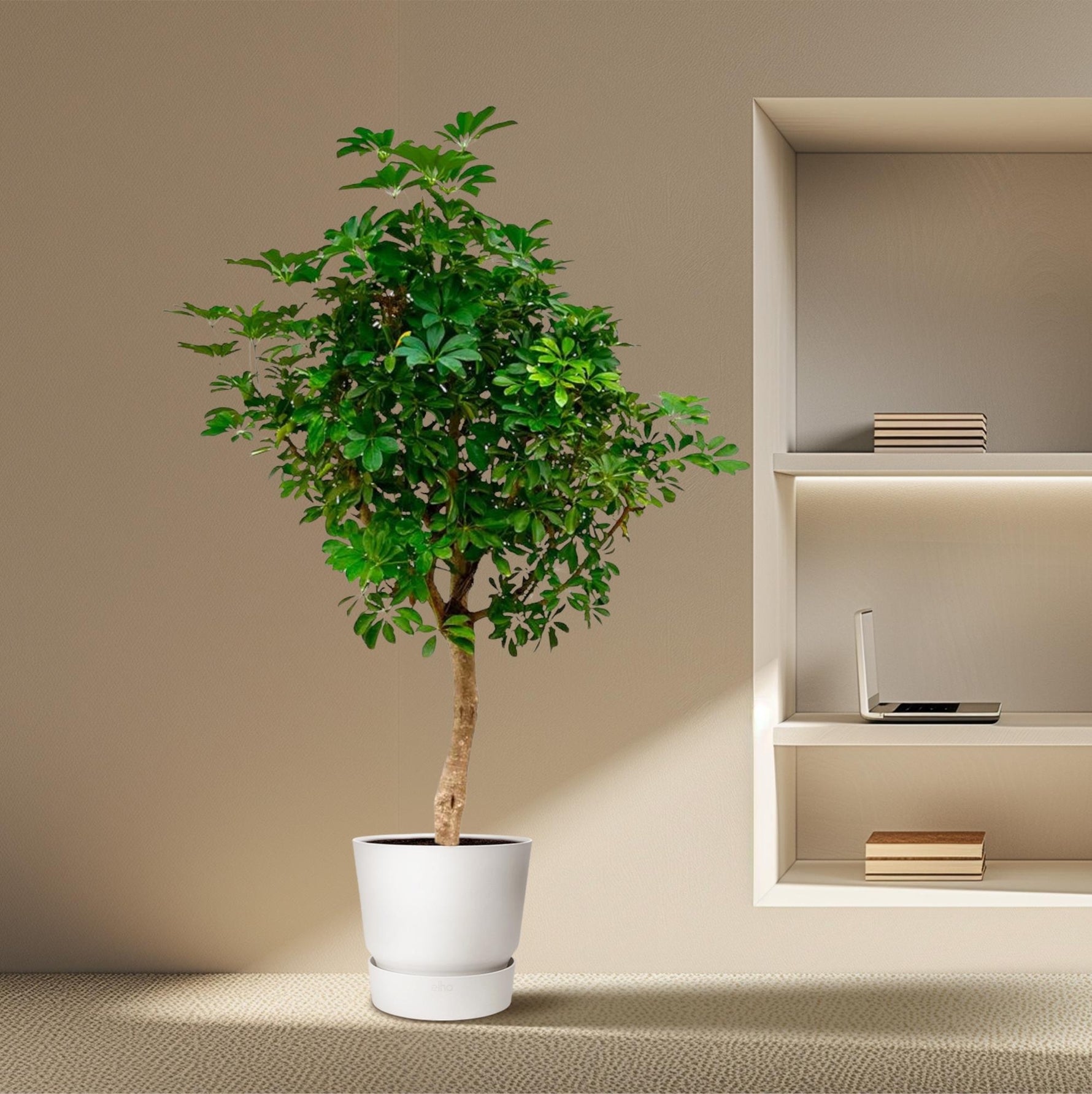 Schefflera Kopen