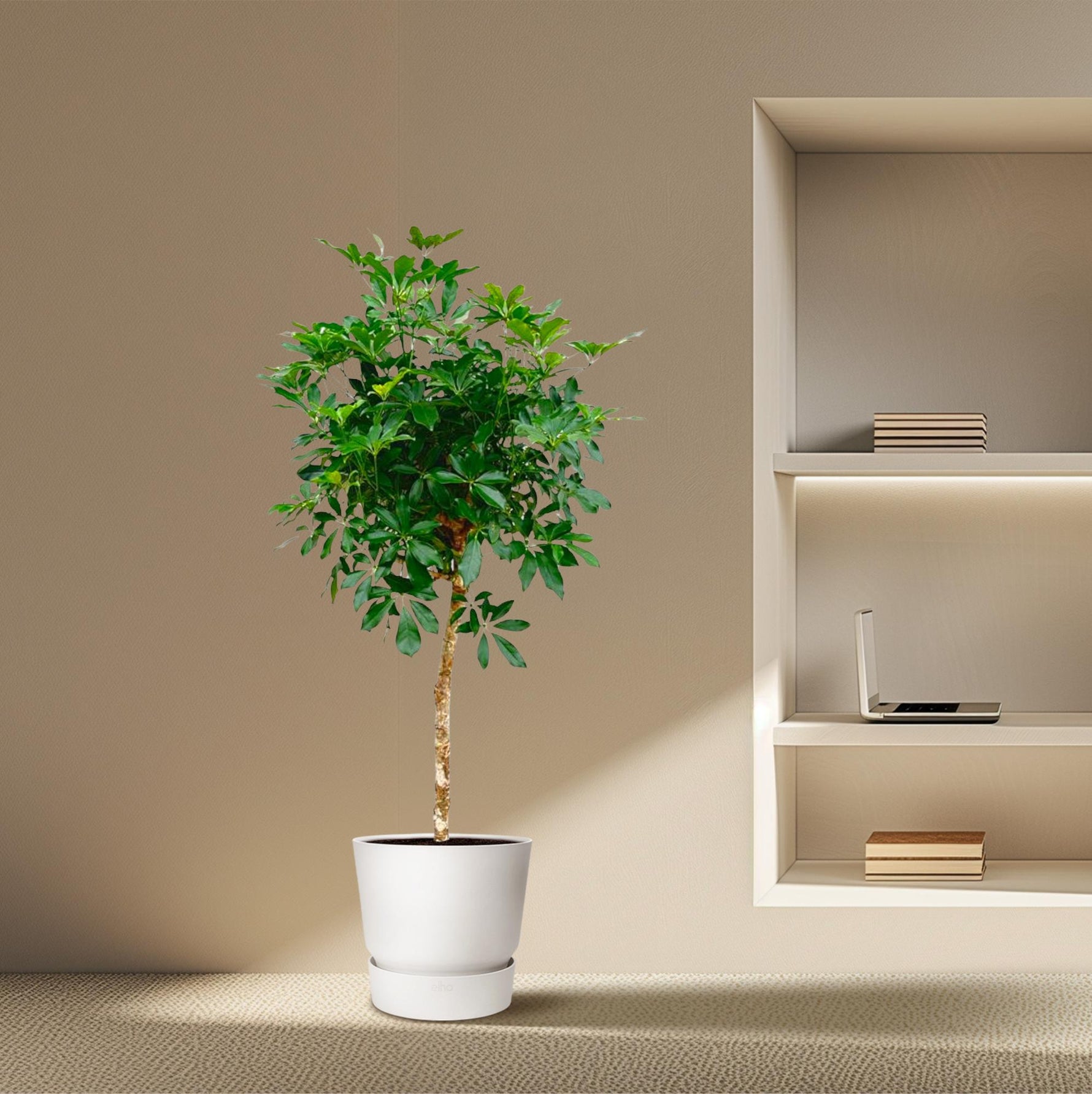 Schefflera kopen