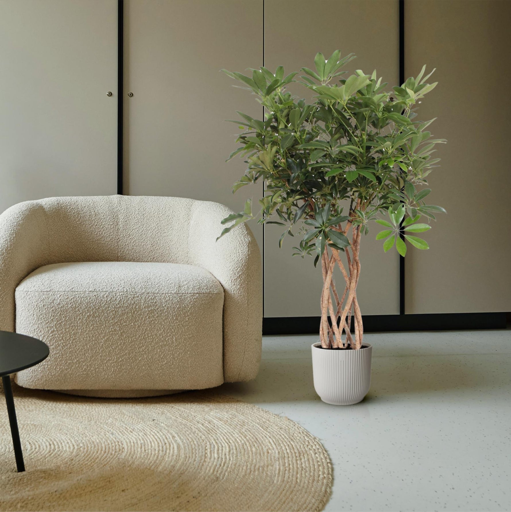 Schefflera kopen