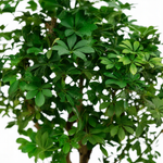 schefflera kopen