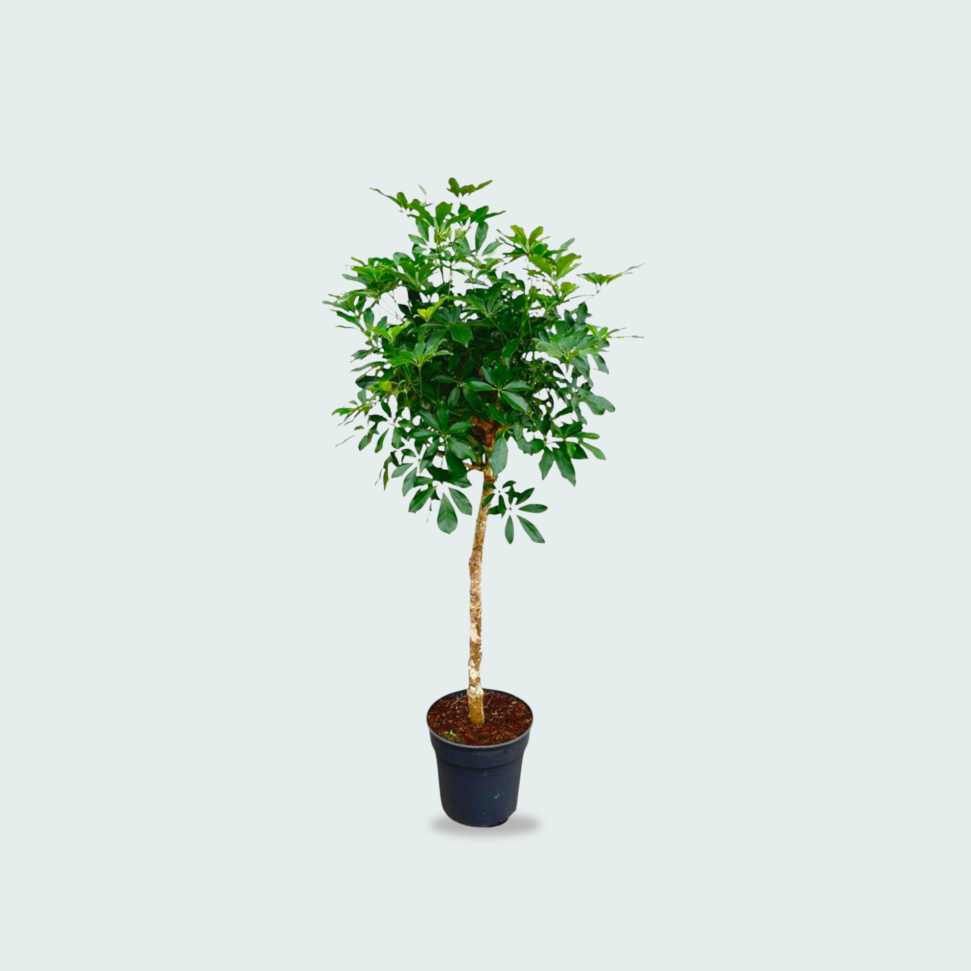 Schefflera kopen