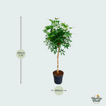 Schefflera kopen