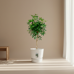 Schefflera 