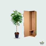 Schefflera kopen