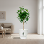 Schefflera 