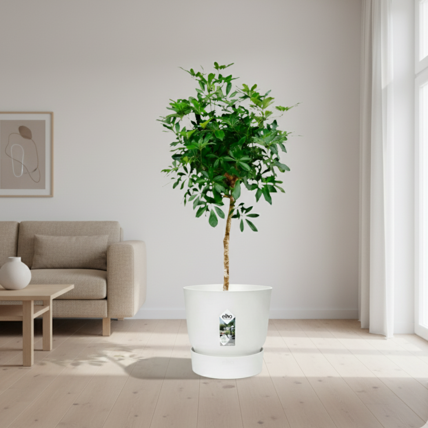 Schefflera 