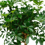 Schefflera 