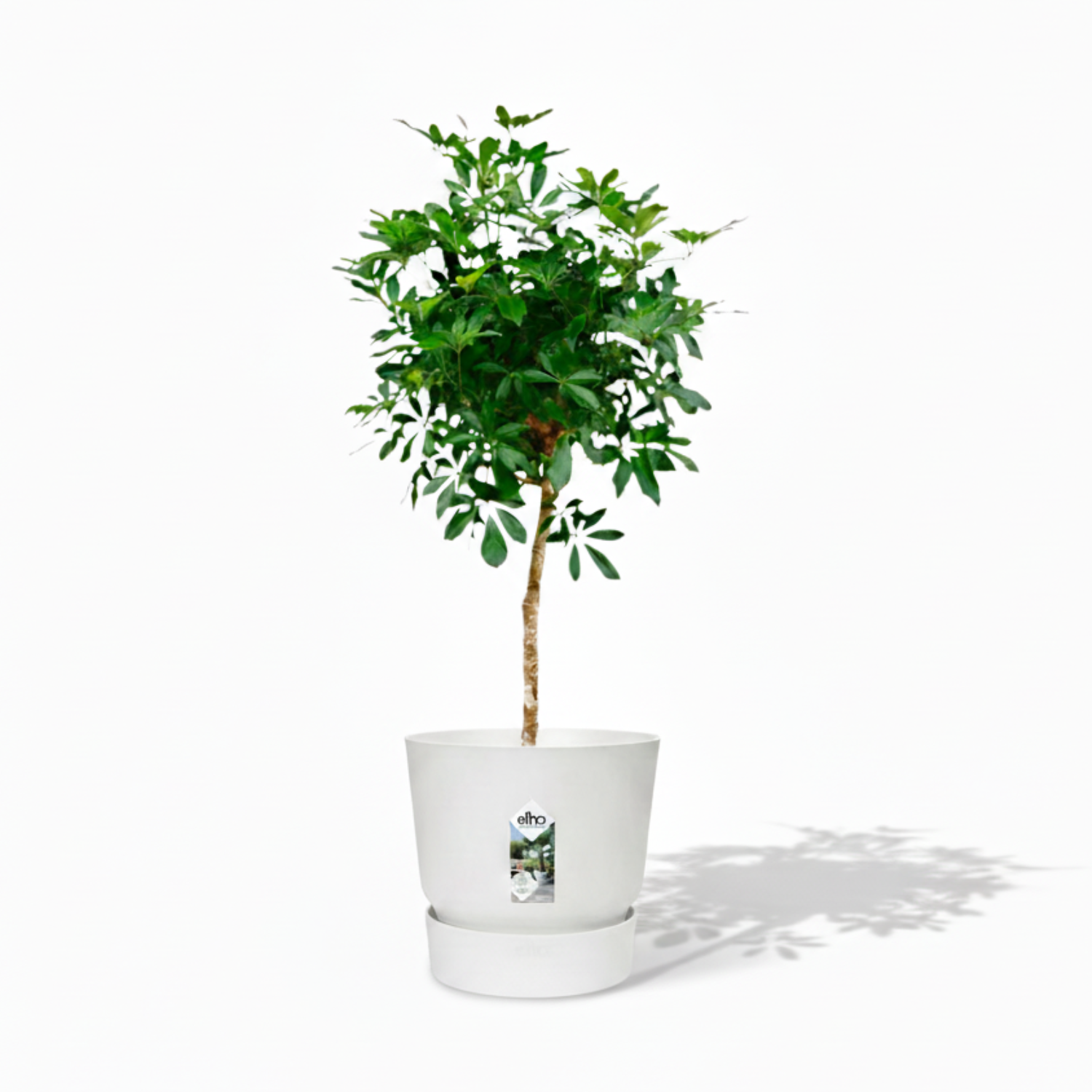 Schefflera 