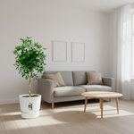 Schefflera 