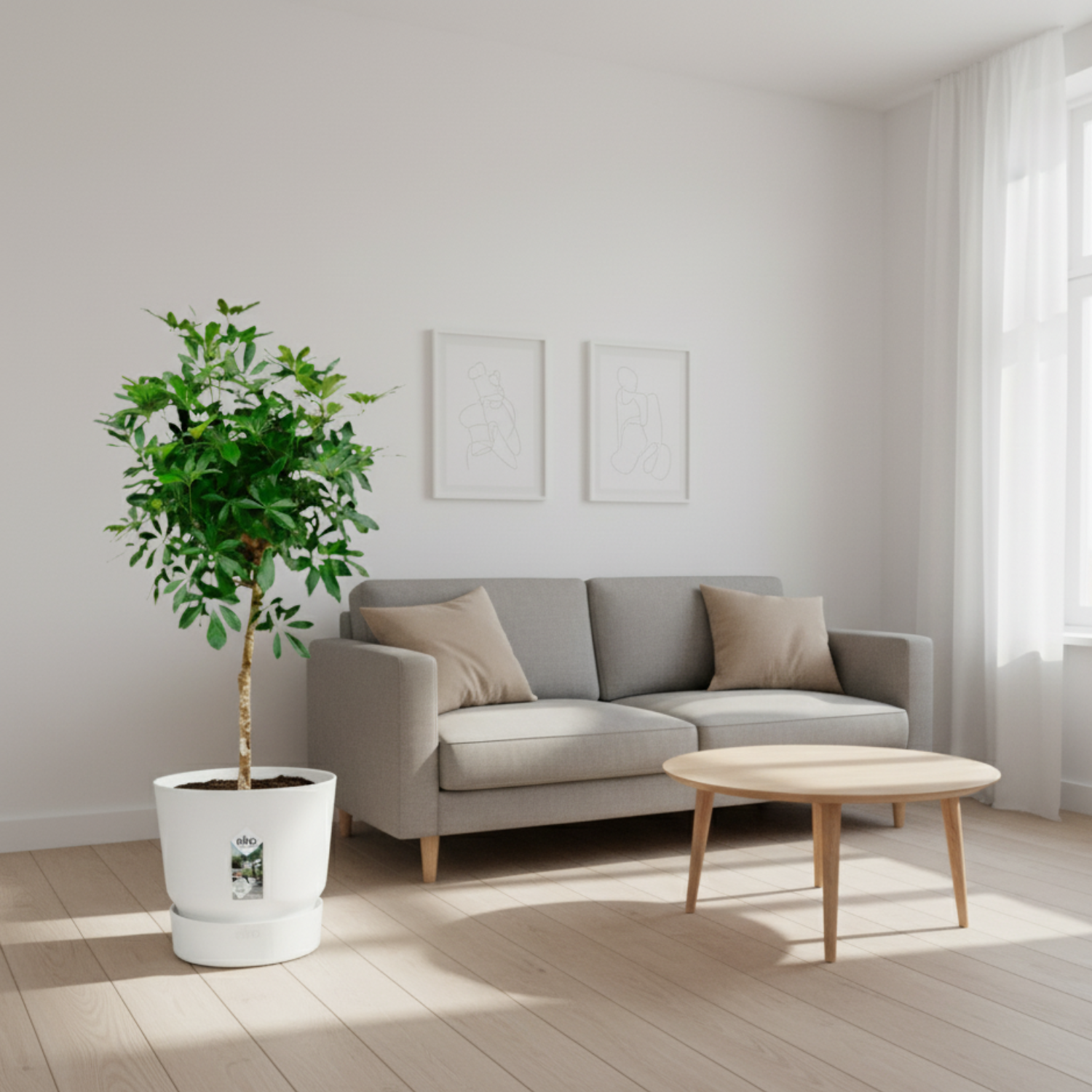 Schefflera 