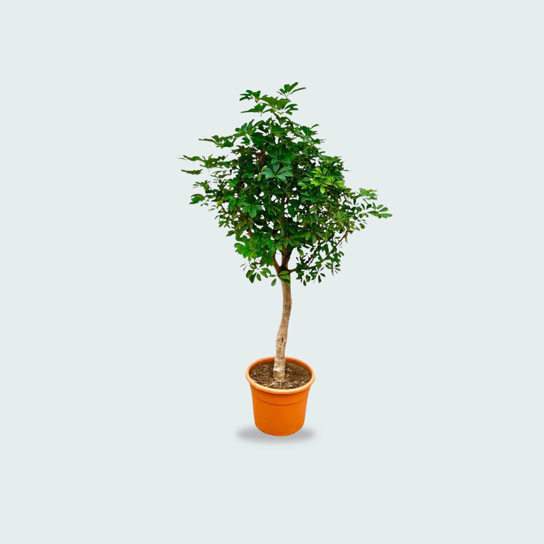 Schefflera Kopen