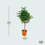 Schefflera Kopen