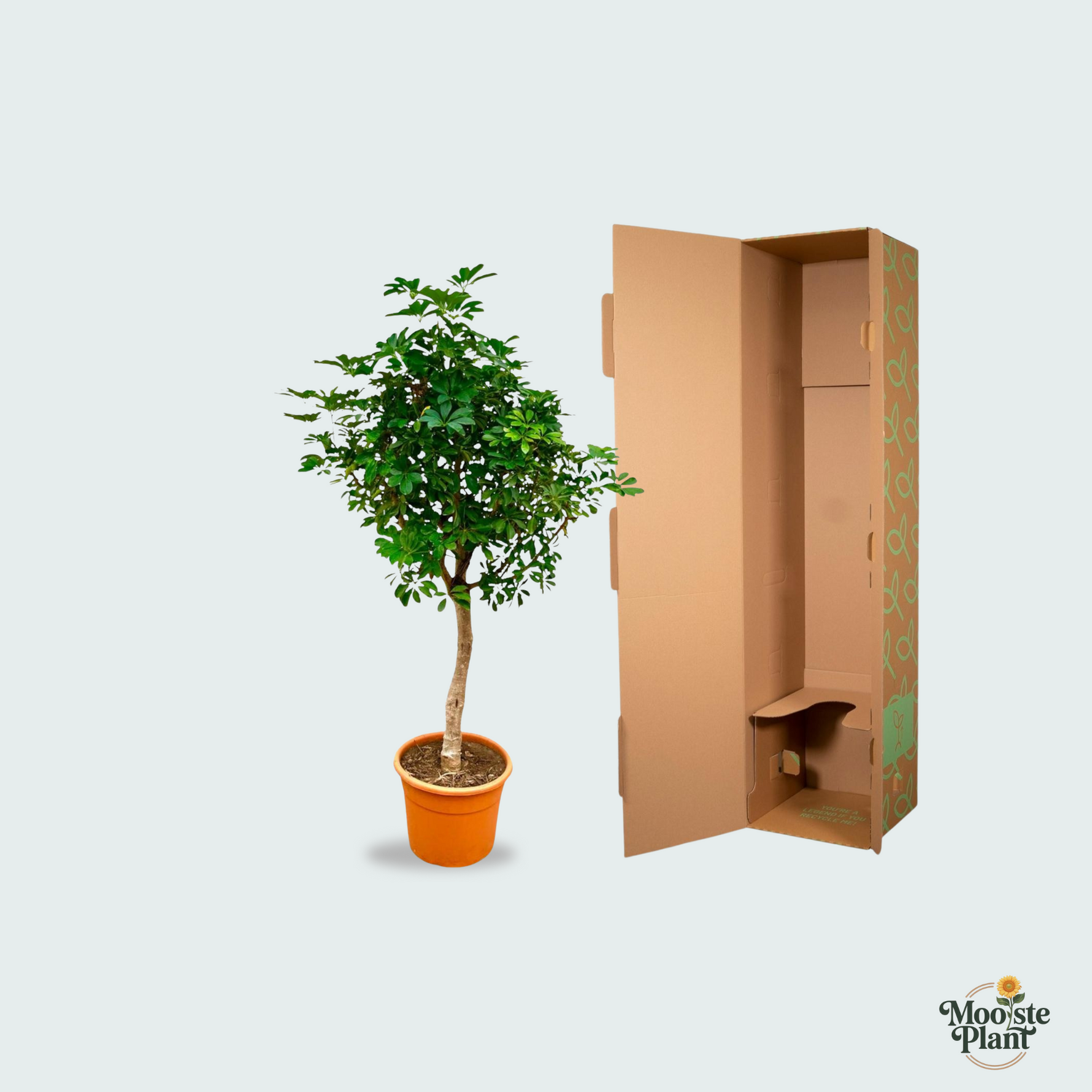 Schefflera Kopen