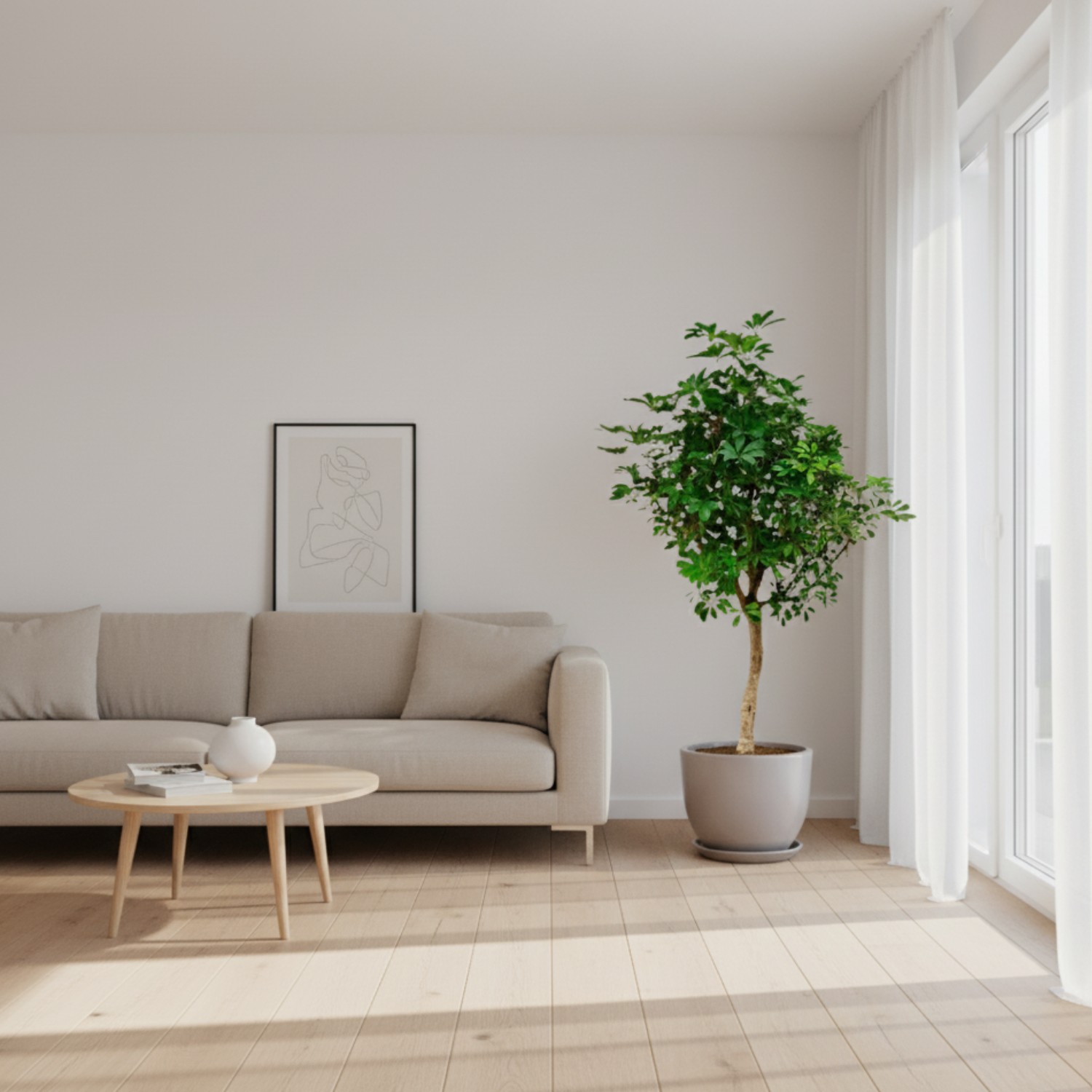 schefflera kopen