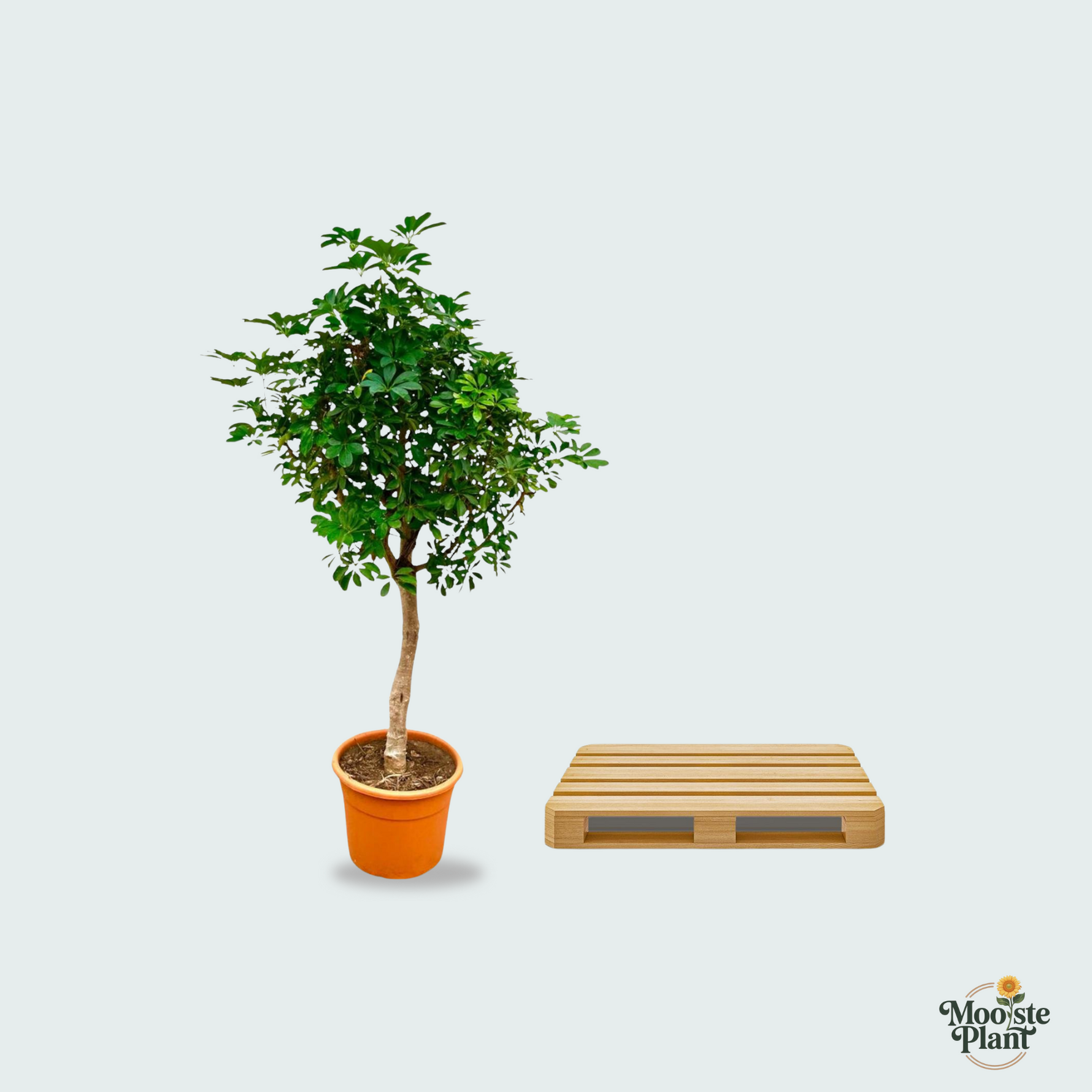 Schefflera Kopen