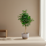 schefflera kopen
