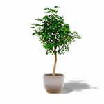 schefflera kopen
