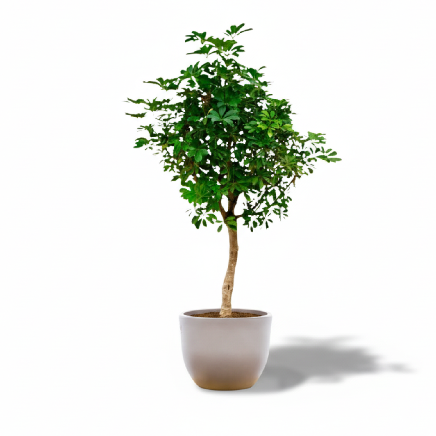 schefflera kopen