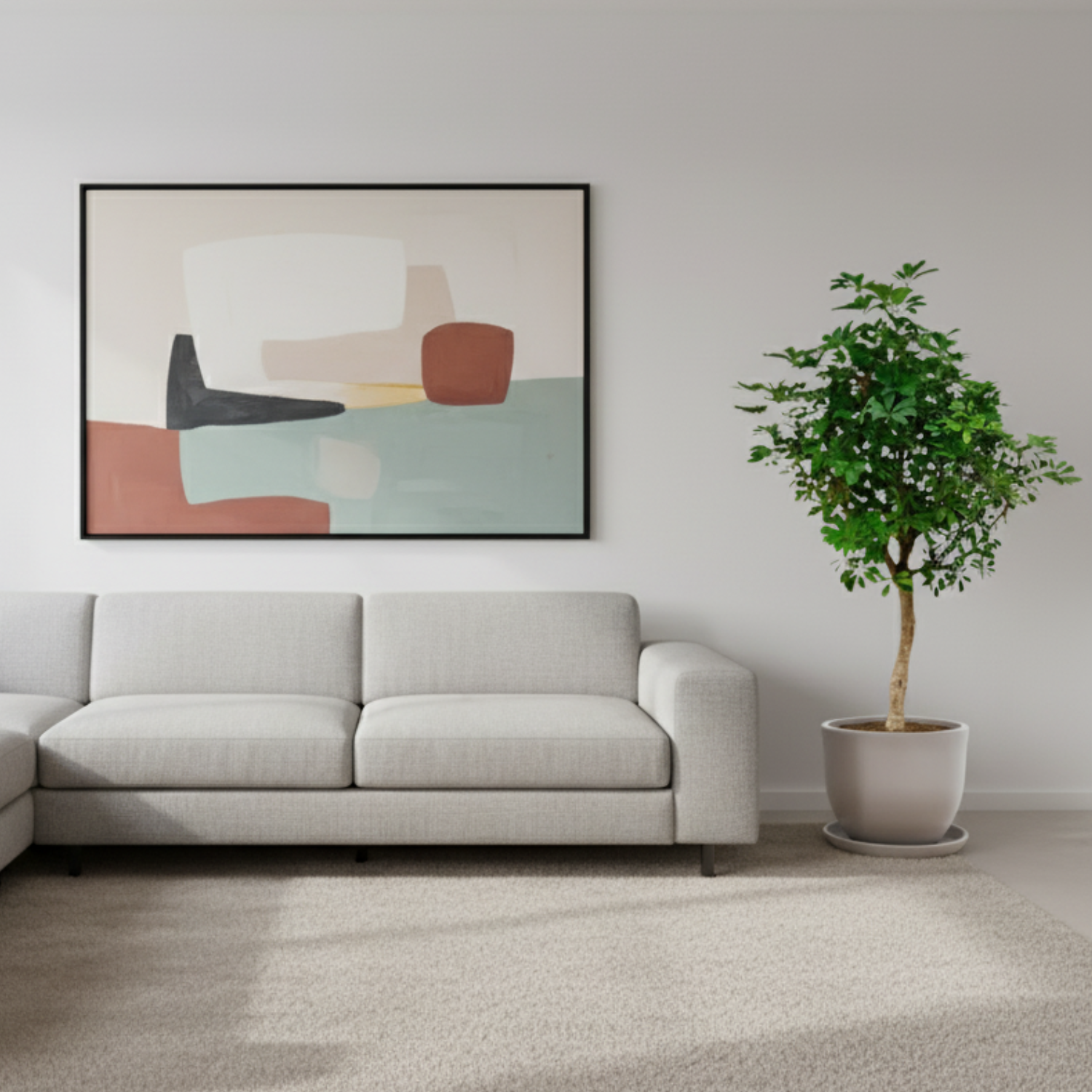 schefflera kopen