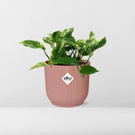 Scindapsus Marble Queen 