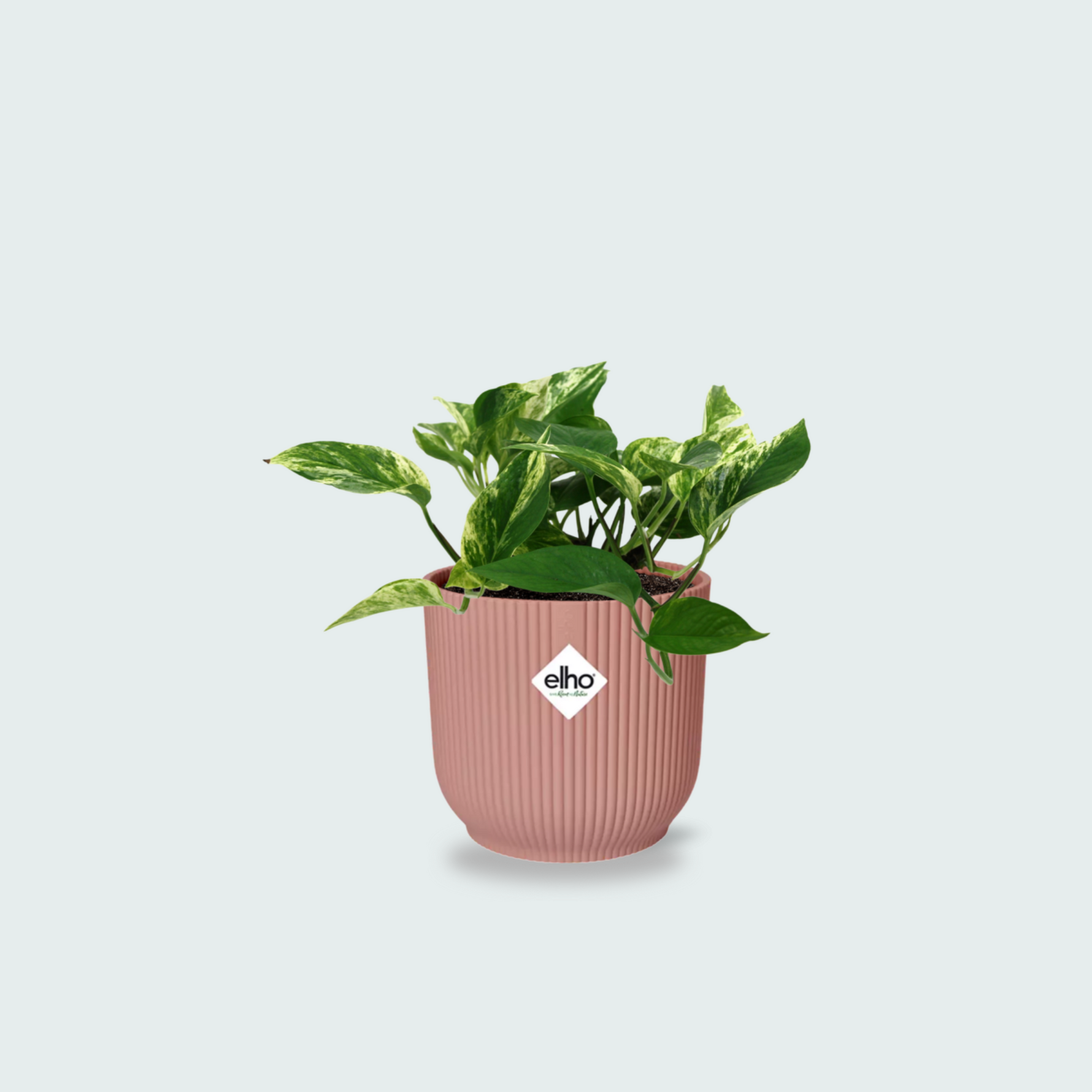 Scindapsus Marble Queen 