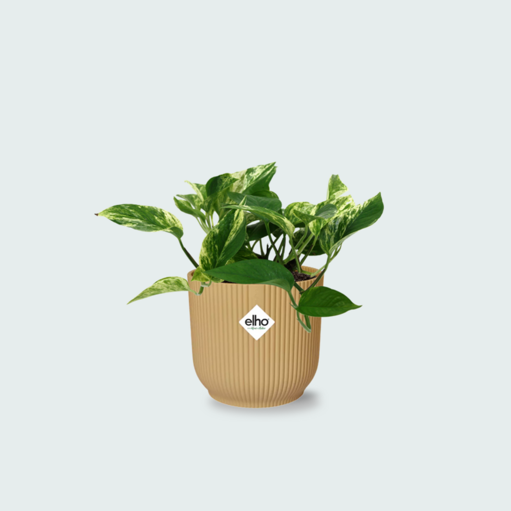 Scindapsus Marble Queen 