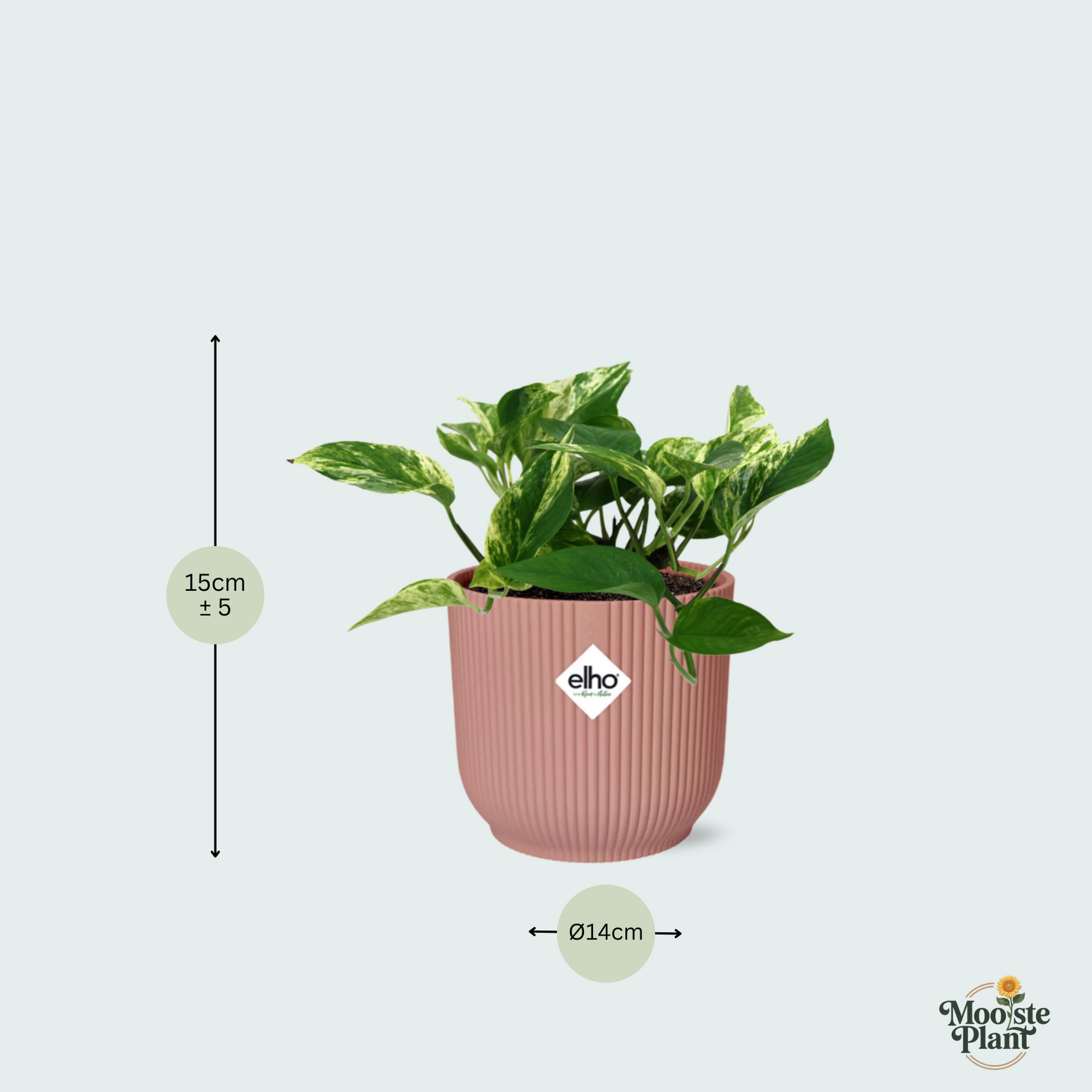 Scindapsus Marble Queen 