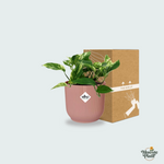Scindapsus Marble Queen 