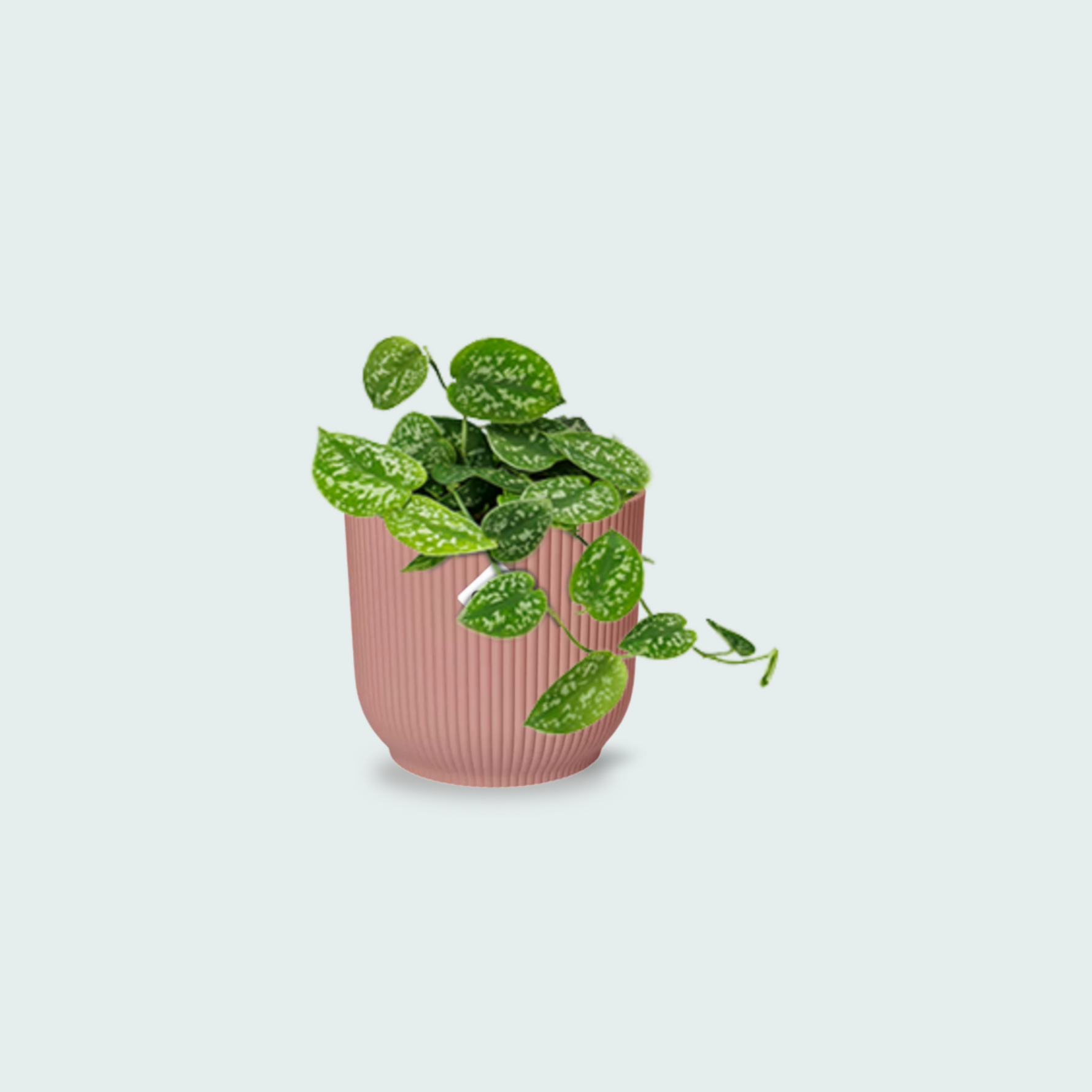 Scindapsus Pictus kopen