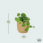 Scindapsus Pictus kopen