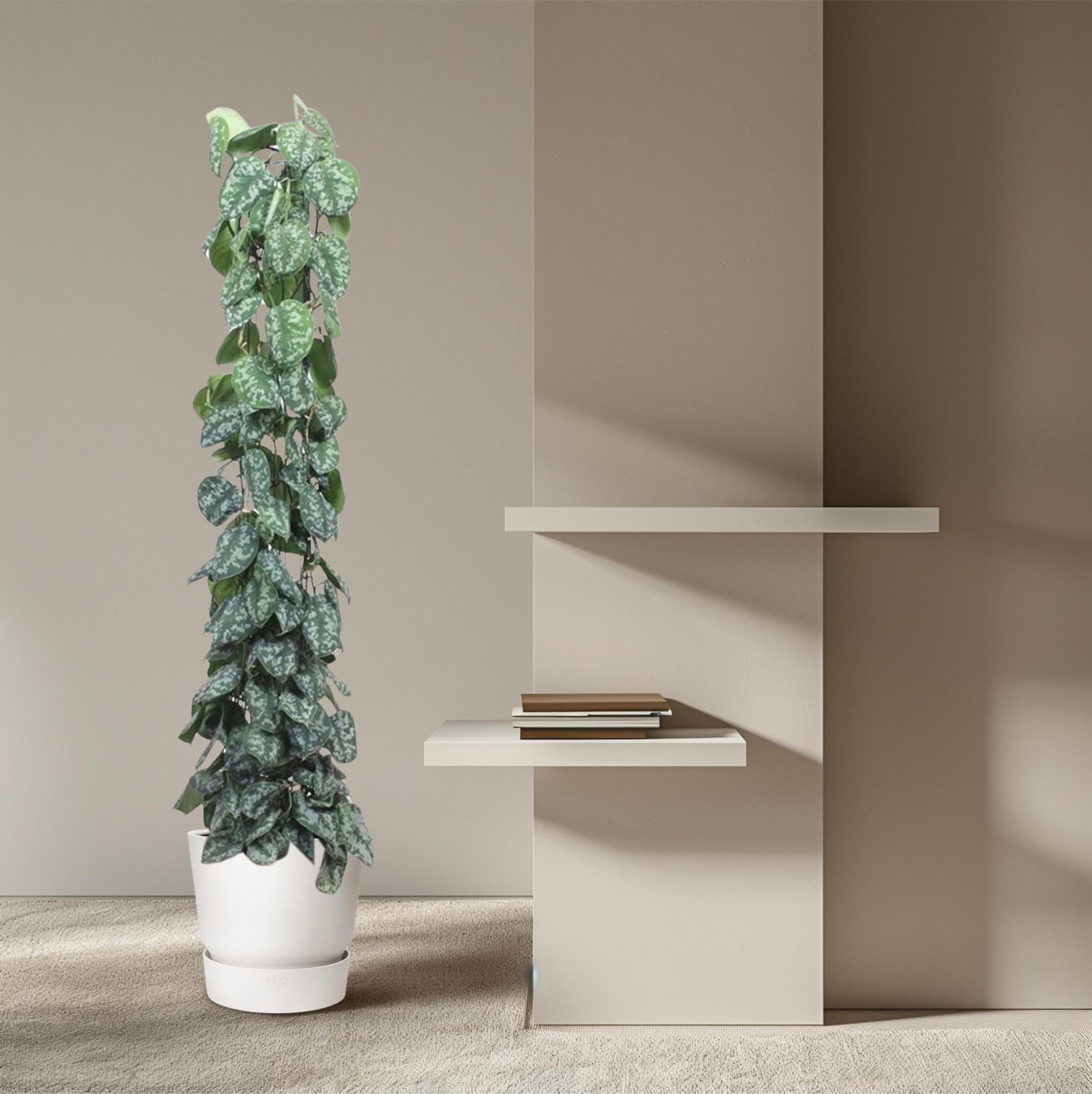 Scindapsus Pictus Kopen