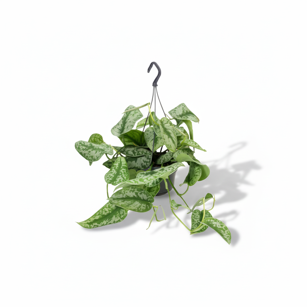 Scindapsus Pictus Trebie