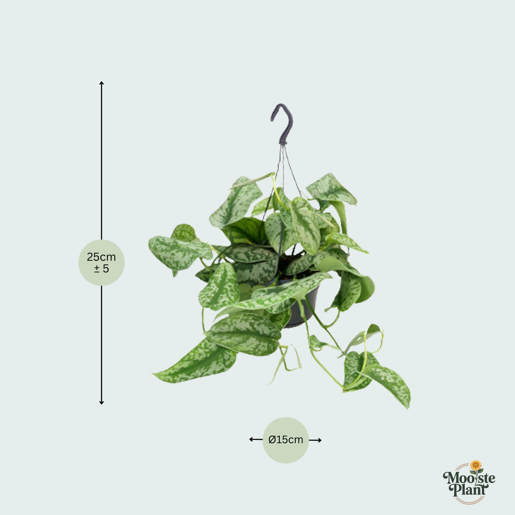 Scindapsus Pictus Trebie