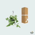 Scindapsus Pictus Trebie