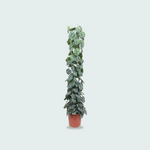 Scindapsus Pictus Kopen