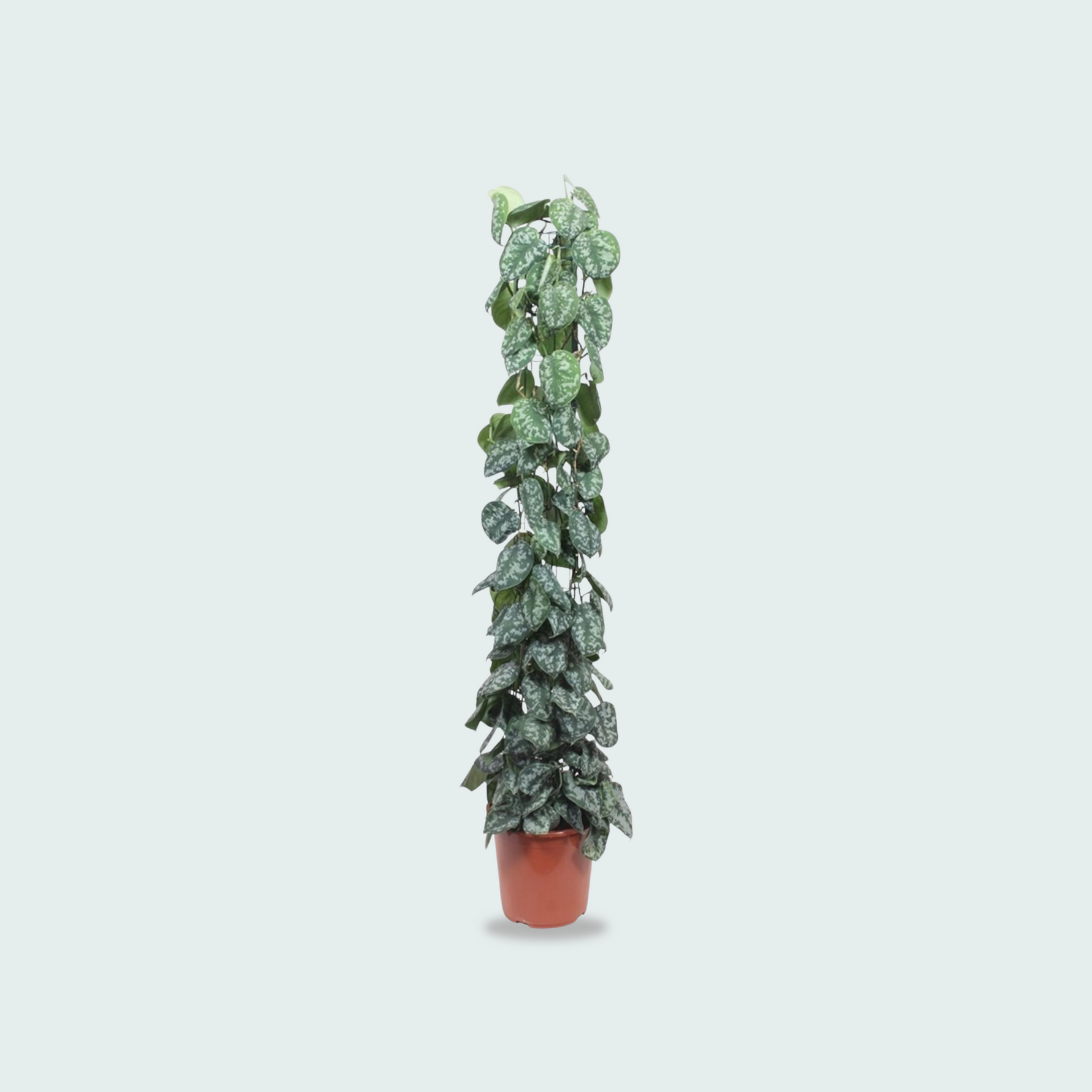 Scindapsus Pictus Kopen
