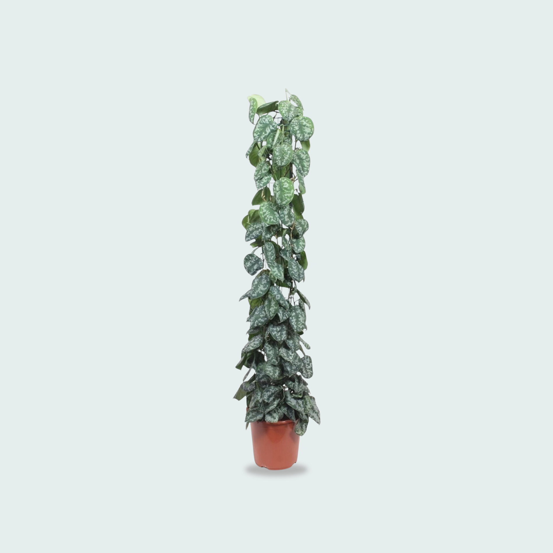 Scindapsus Pictus Kopen