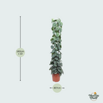 Scindapsus Pictus Kopen
