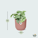 Scindapsus Pictus kopen