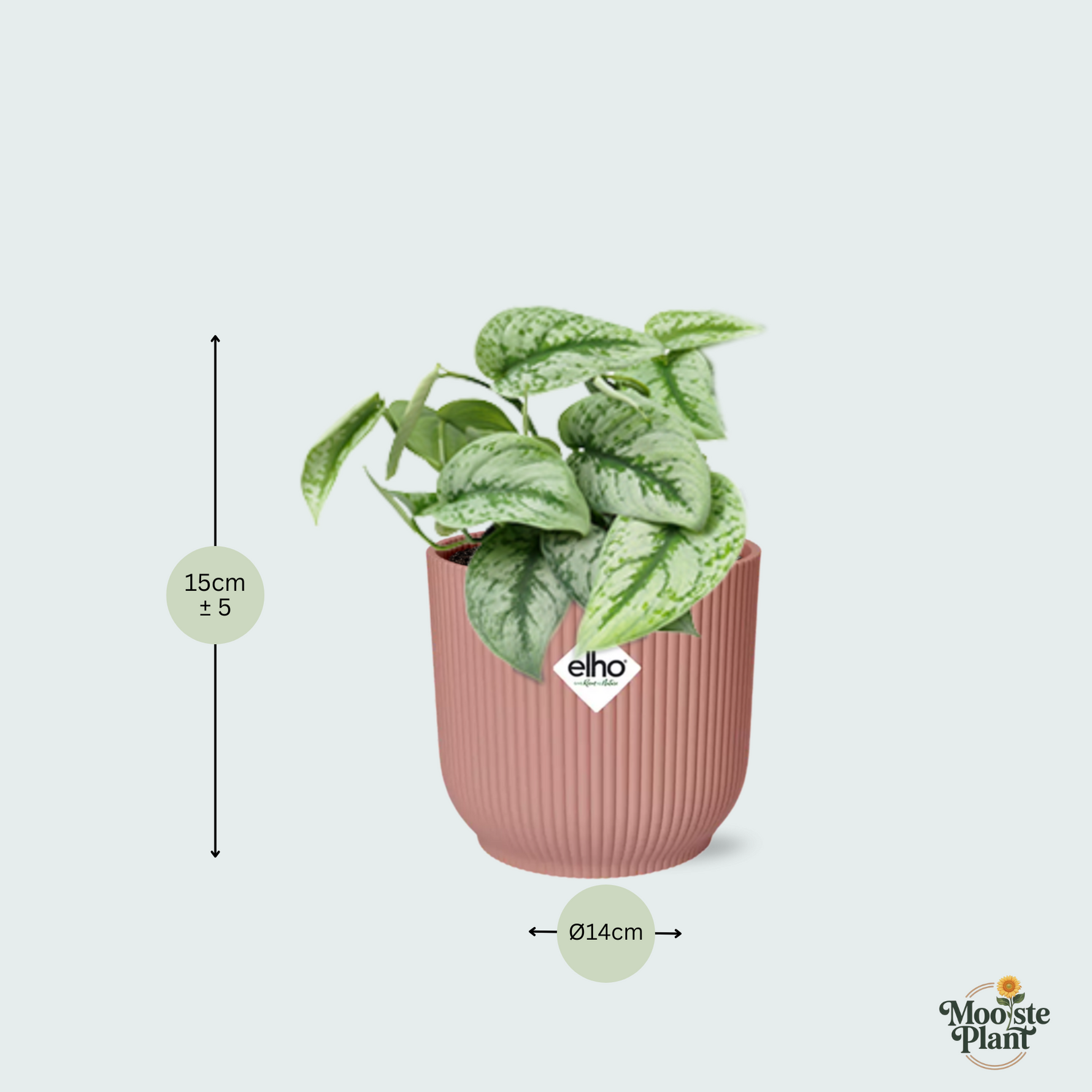 Scindapsus Pictus kopen