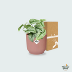 Scindapsus Pictus kopen