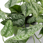 Scindapsus Pictus Trebie