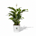 Spathiphyllum Bellini