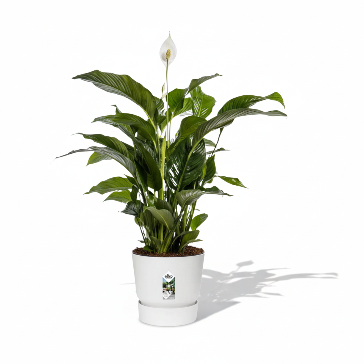 Spathiphyllum Bellini
