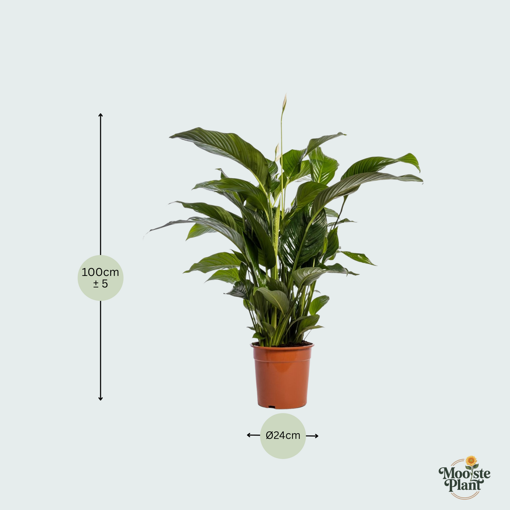 spathiphyllum kopen