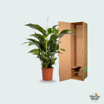 Spathiphyllum Bellini - 100cm 