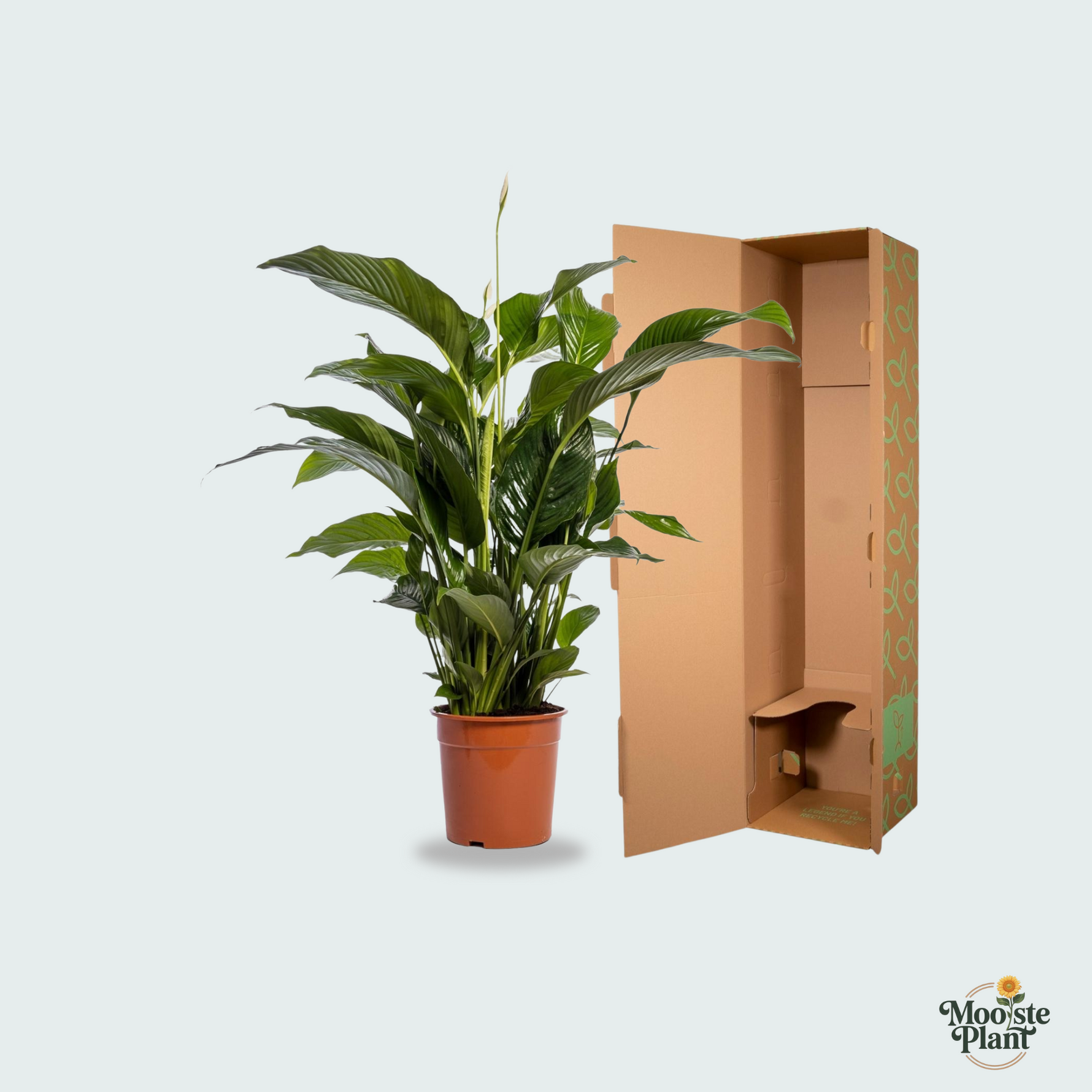 Spathiphyllum Bellini - 100cm 