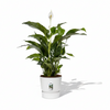 Strelitzia Nicolai